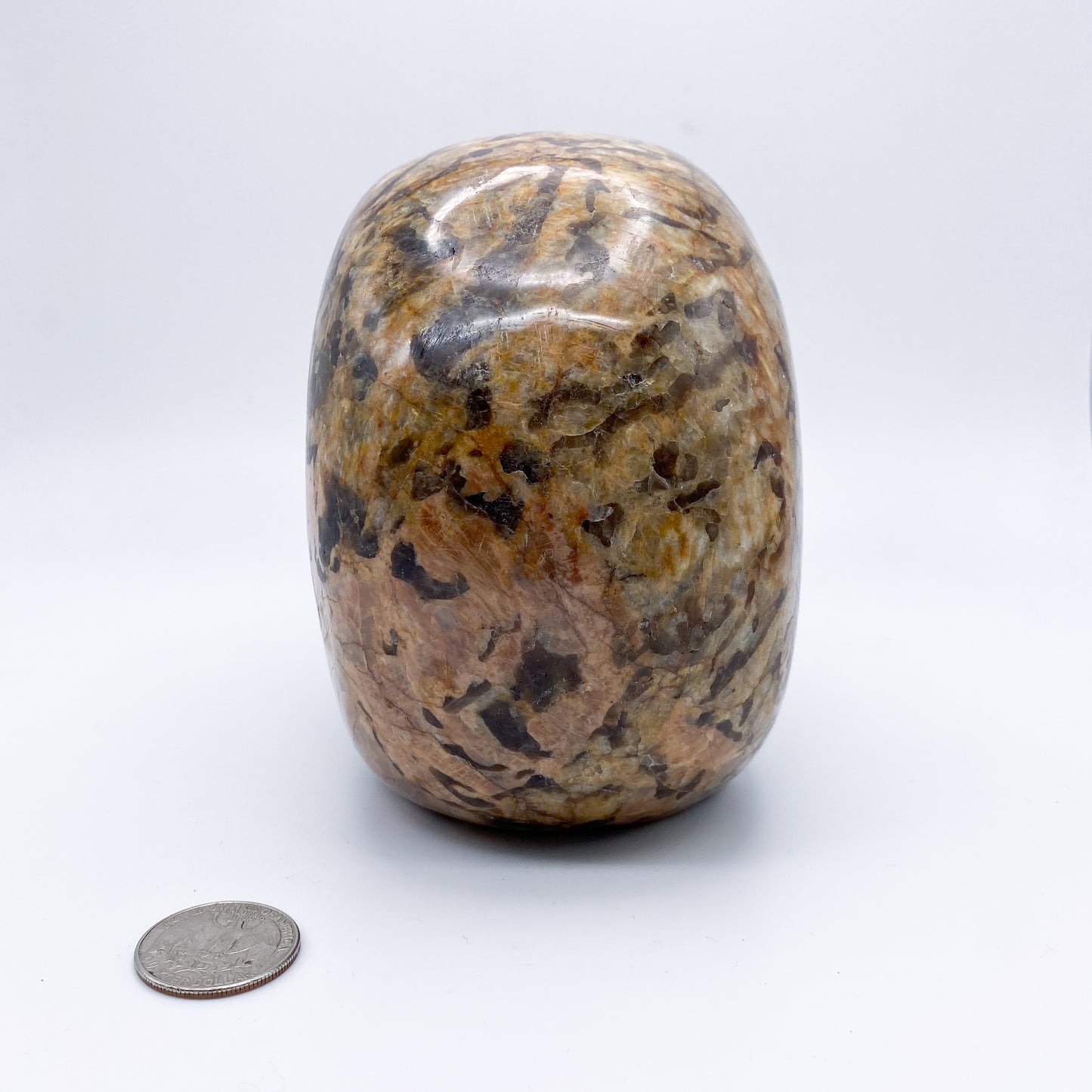 5.5 x 5 Inch Zebra Jasper Crystal Skull Home Décor