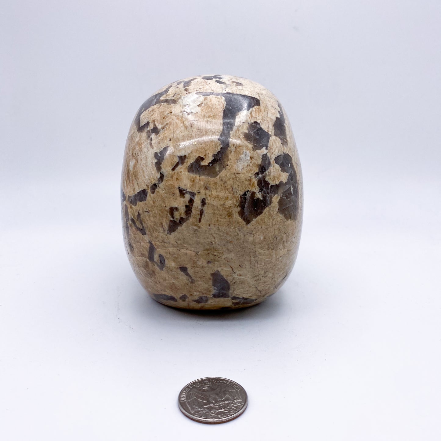 5 x 5 Inch Zebra Jasper Crystal Skull Home Décor