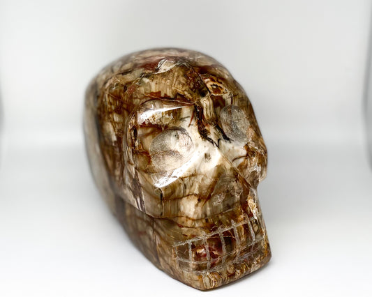 5.5 x 6.5 Inch Petrified Wood Crystal Skull Home Décor.