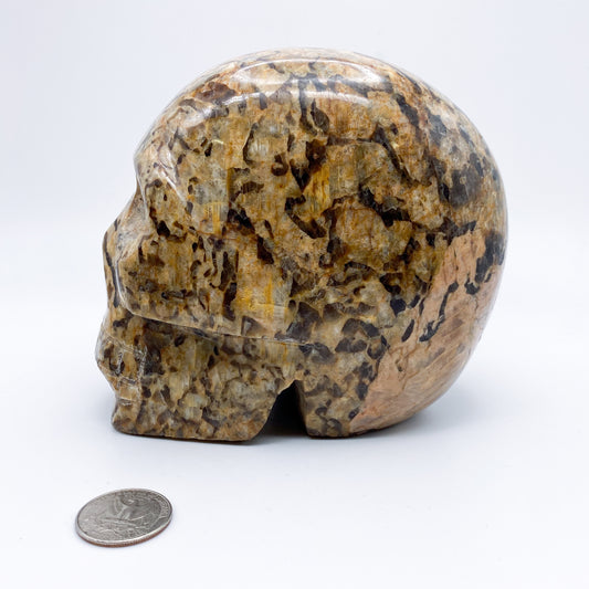 5.5 x 5 Inch Zebra Jasper Crystal Skull Home Décor