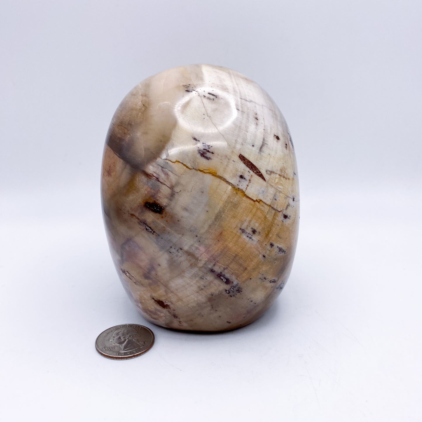 4.5 x 5 Inch Petrified Wood Crystal Skull Home Décor.