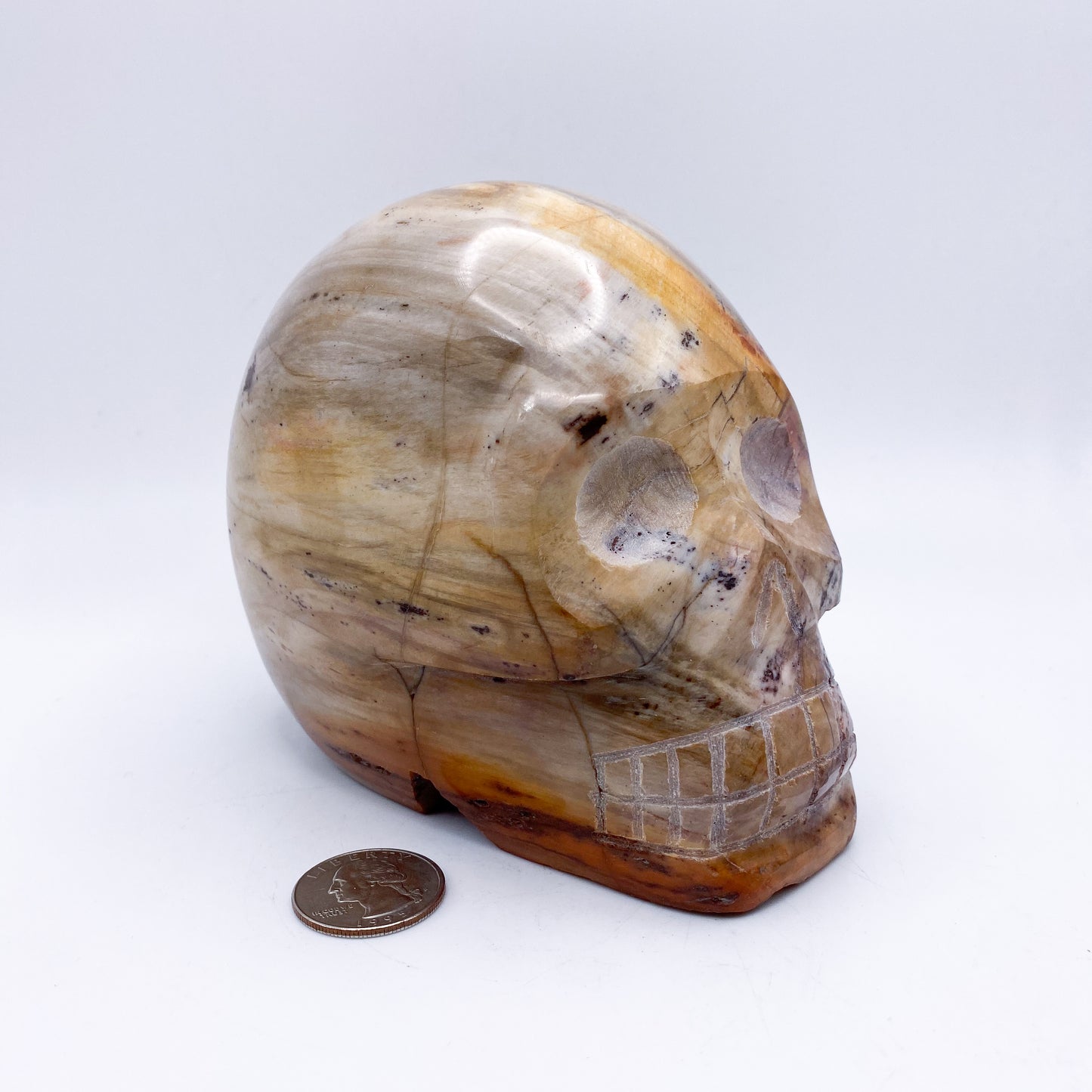 4.5 x 5 Inch Petrified Wood Crystal Skull Home Décor.